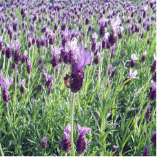 Purple broadleaf lavender seeds