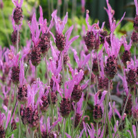 Purple-pink broadleaf lavender seeds