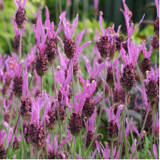 Purple-pink broadleaf lavender seeds