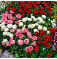 Насіння маргаритки (стокротки) великоквіткової (суміш)