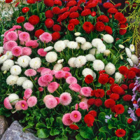 Large-flowered bellis seeds (mix)