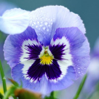 Viola garden seeds «Swiss giant Adonis»