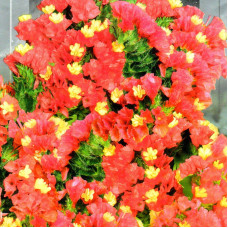 Limonium seeds «Apricot Garland»