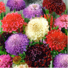 Scabiosa dwarf terry seeds (mix)