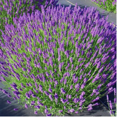 Narrow-leaved lavender seeds «Munstead»