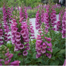 Foxglove seeds «Purple Muse»