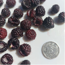 Black raspberry seeds «Bristol»