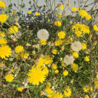 Crepis setosa Haller seeds