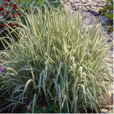 Reed canary grass seeds