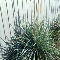 Sand ryegrass seeds