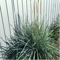 Sand ryegrass seeds