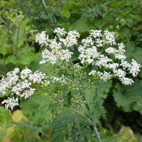 Насіння болиголова плямистого