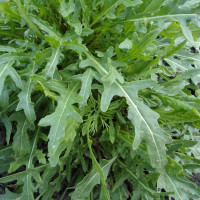 Arugula seeds «Gudita»