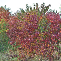 Семена свидины кроваво-красной или дерена красного