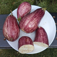 Семена баклажана «Полосатый рейс»