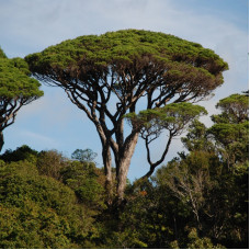 Насіння сосни італійської