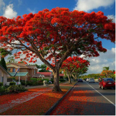 Насіння делоніксу королівського