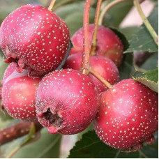 Насіння глоду великоплідного