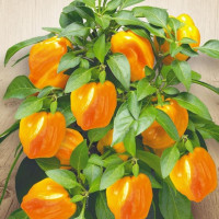 Sweet pepper seeds «Indoor yellow»