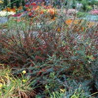 Cotoneaster divaricatus seeds