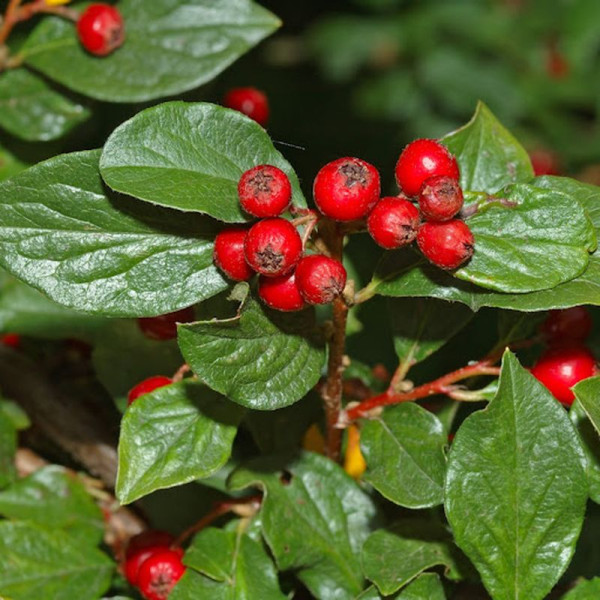 Cotoneaster divaricatus seeds