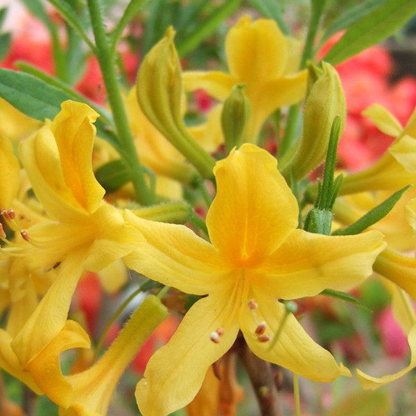 Rhododendron luteum seeds