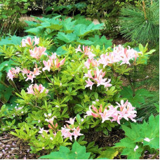 Rhododendron occidentale seeds