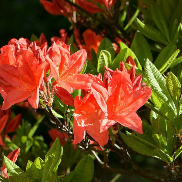 Rhododendron molle seeds