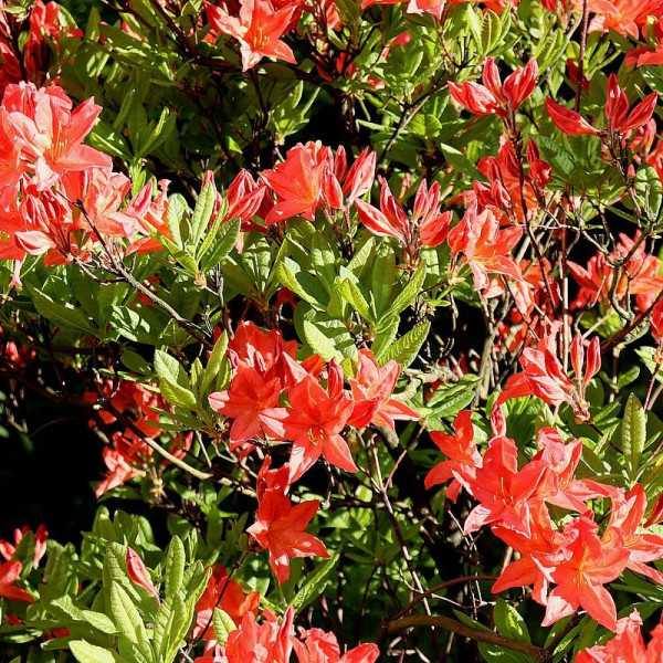 Rhododendron molle seeds