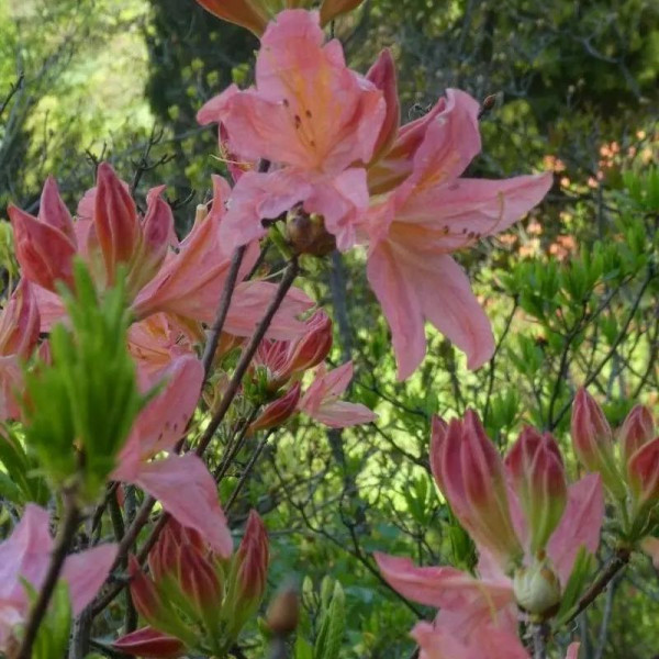 Rhododendron molle seeds