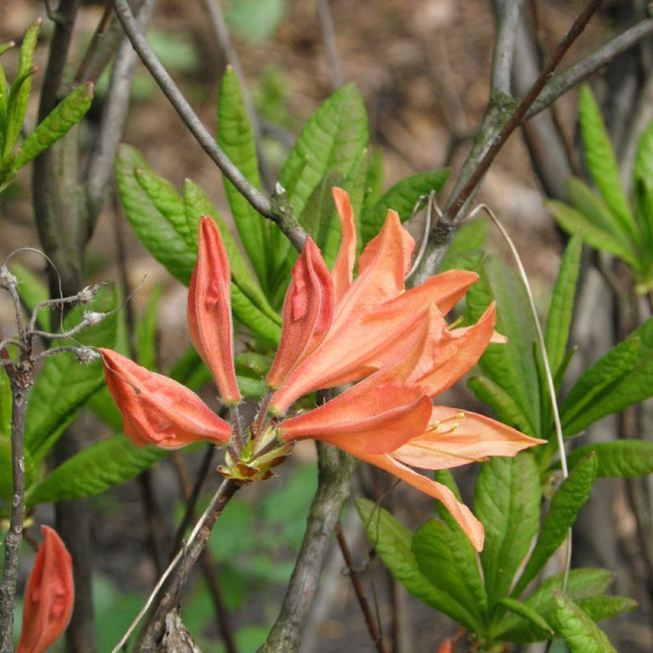 Rhododendron molle seeds