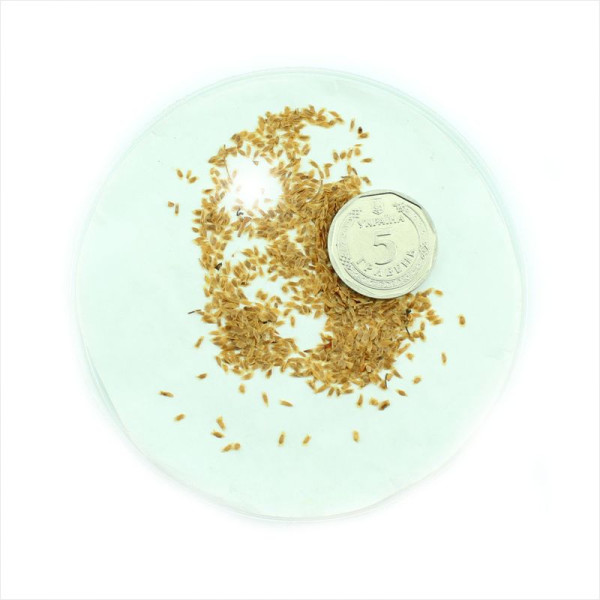 Rhododendron molle seeds