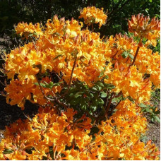 Rhododendron Klondyke seeds
