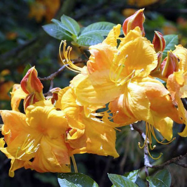 Rhododendron Klondyke seeds