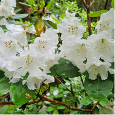 Rhododendron fortunei seeds