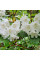 Rhododendron fortunei seeds