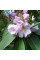 Rhododendron fortunei seeds