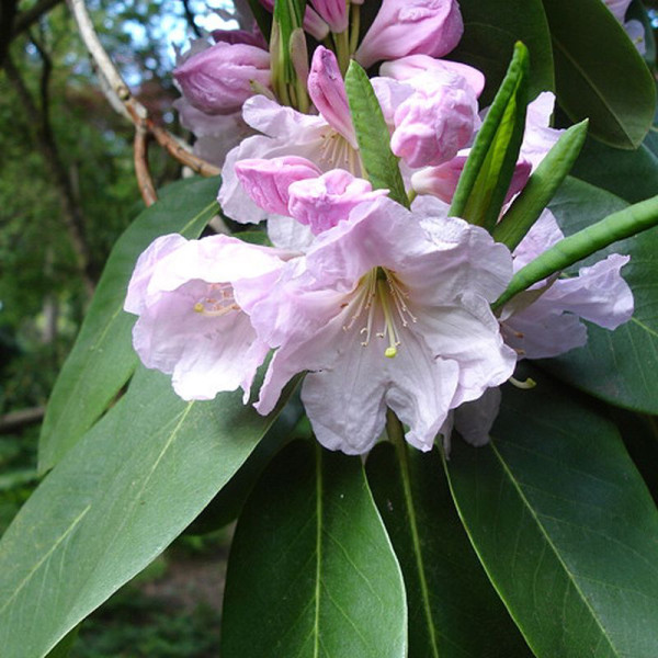 Rhododendron fortunei seeds