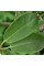 Rhododendron fortunei seeds