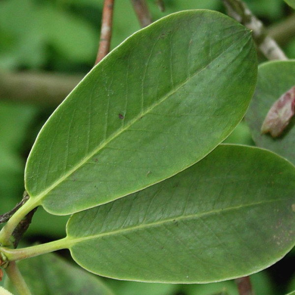 Rhododendron fortunei seeds