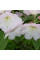 Rhododendron fortunei seeds