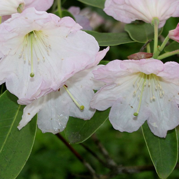 Rhododendron fortunei seeds