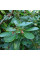 Rhododendron fortunei seeds