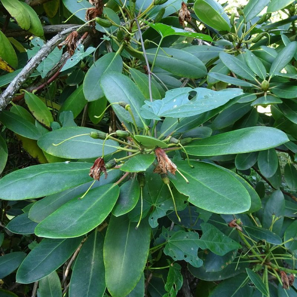 Rhododendron fortunei seeds