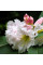 Rhododendron fortunei seeds