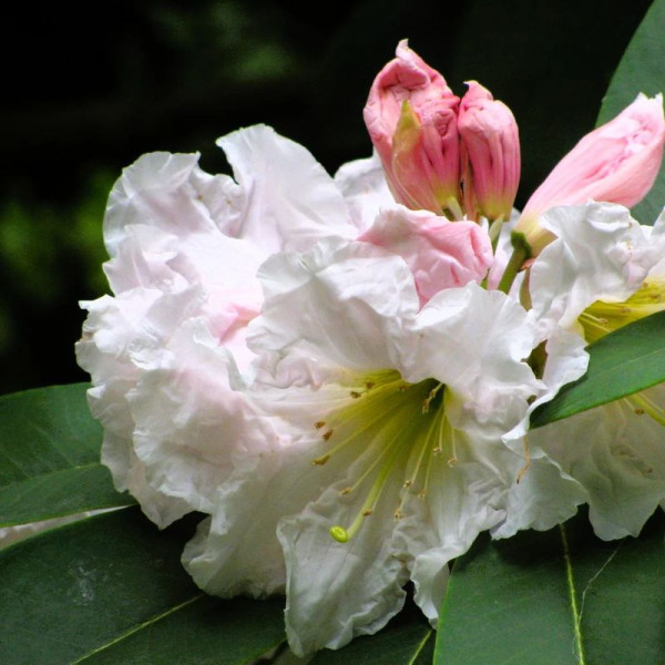 Rhododendron fortunei seeds