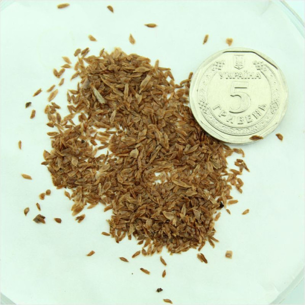 Rhododendron fortunei seeds