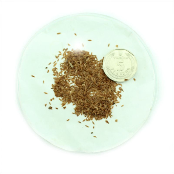 Rhododendron fortunei seeds