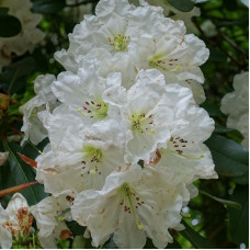 Great white rhododendron seeds