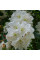 Great white rhododendron seeds